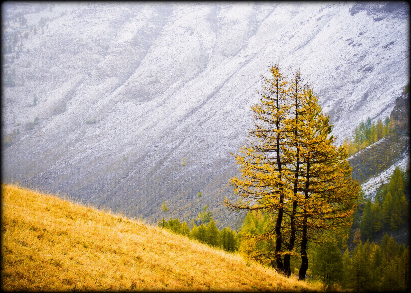 Wallpaper : wood, autumn, mountain, snow, tree, ART, fall, forest ...