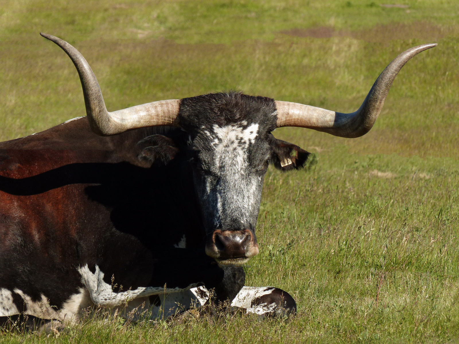 Canada, Mark, dyr, forår, kvæg, bokeh, udendørs, horn, Alberta, longhorn, hvilende, intelligent, tæmmet, ligger ned, texaslonghorn, annkelliott, anneelliott, nwofcalgary, nwofcochrane, fz200, gentlenature, fz2003, toteeauclaireroadonlamontbuttersland, 17june2016