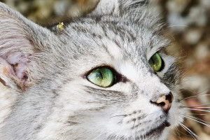 デスクトップ壁紙 猫の目 ネコ ダーク ロシアンブルー 動物の耳 猫の耳 動物の目 36x2301 Anglzj11 デスクトップ壁紙 Wallhere