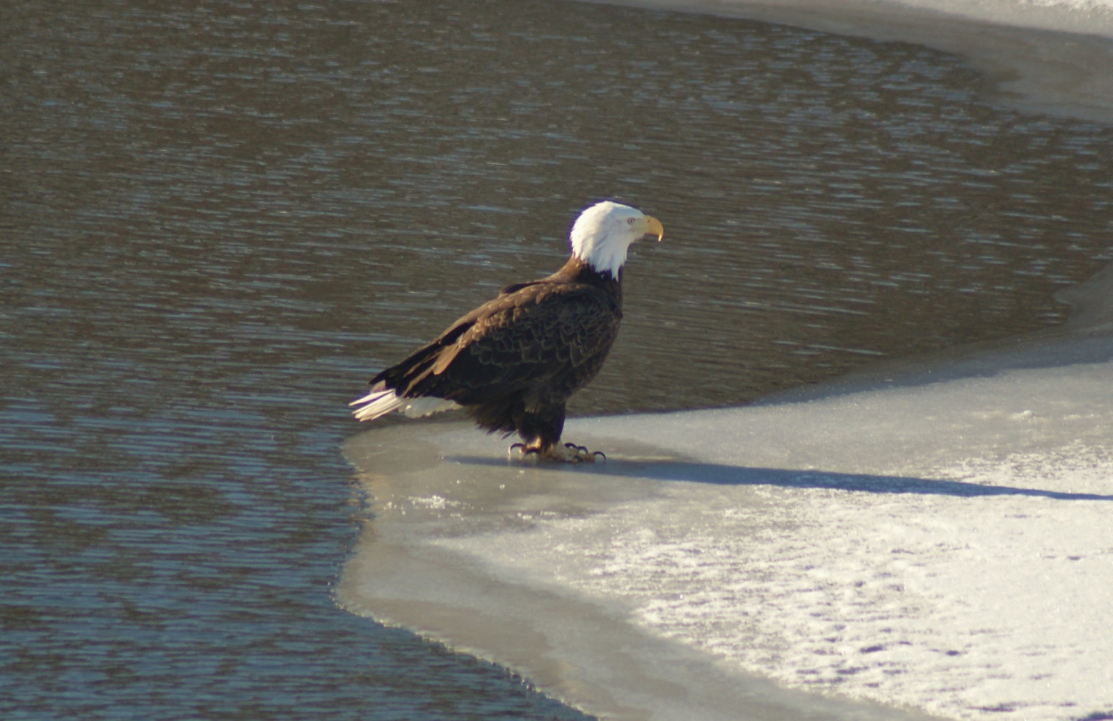 uccelli, acqua, ghiaccio, fiume, natura, Sony, uccello rapace, anatra, aquila, aquila calva, Wisconsin, becco, albero, uccello, piuma, Mississippi, uccello marino, fauna, artigli, a300, acqua uccello, Accipitriformi, wi, Prairieduchien