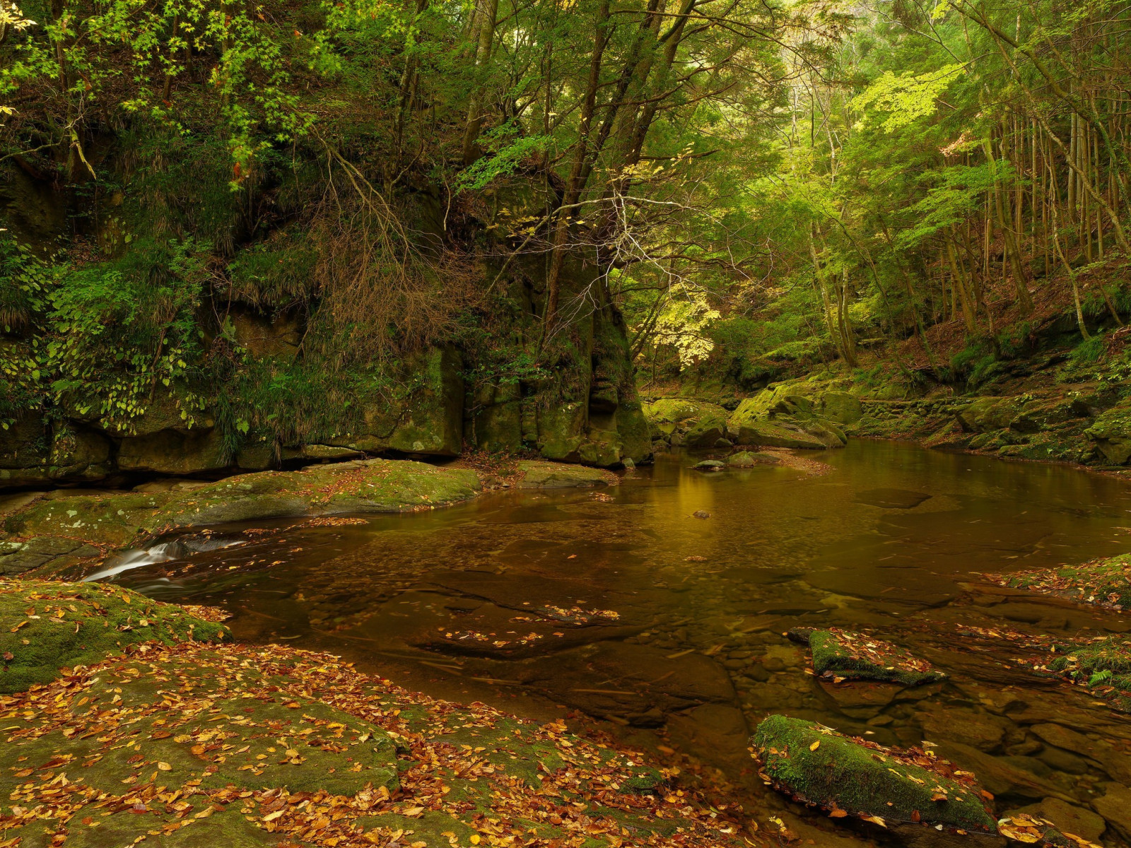 slunečnímu záření, les, voda, Skála, Příroda, odraz, zelená, řeka, divočina, rybník, džungle, proud, deštný prales, mokřadní, strom, podzim, list, rostlina, sezóna, vegetace, zátoka, zálesí, 2048x1536 px, místo výskytu, přírodní prostředí, dřevina, geografický rys, ekosystém, tělo z vody, prales, opadavý
