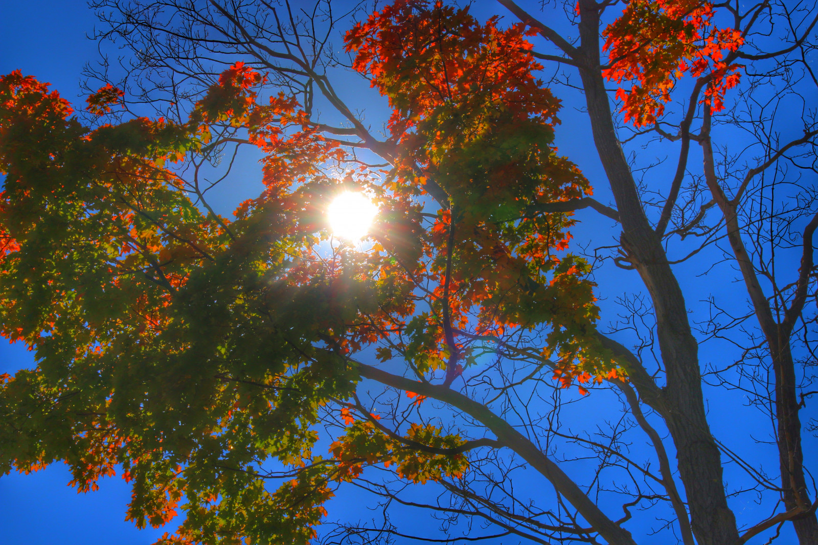parco, contea, vecchio, autunno, Sole, Ontario, colore, costruzione, eredità, mulino, finestra, campo, le foglie, pietra, architettura, Canone, annata, fiume, lente, ribelle, rovine, villaggio, laghi, sigma, Lindsay, storico, scoppiare, Purico, HDR, segheria, sl1, sopra, Oldmillpark, Scugog, 18,25 mila millimetri, Grist, sunbursr, onasill, Karwartha, Gristsvillage
