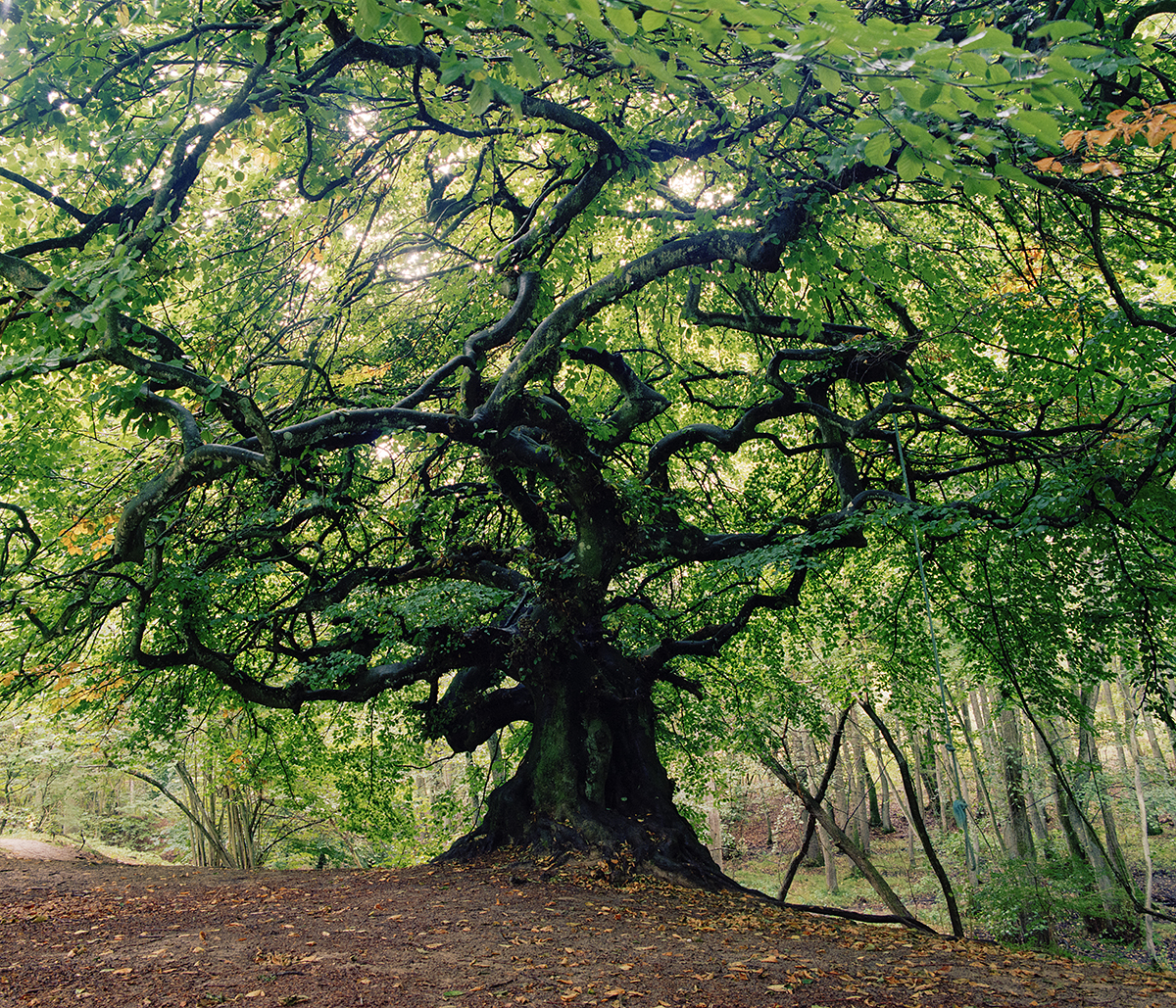 slunečnímu záření, krajina, les, tráva, dřevo, větev, Švédsko, jaro, obří, dub, přírodní rezervace, buk, Sverige, strom, podzim, list, rostlina, flóra, tr d, les, Skog, vegetace, bok, vresbok, listy, 6x7, zálesí, háj, dřevina, ekosystém, biome, kufr, prales, smíšený les, opadavý, mamiyarz67, kodakportra400, mediumformat, 120film, tornah llestad, lov, Skane, 646, imacon, mellanformat, J ttetr d, J ttebok, Vresbokar