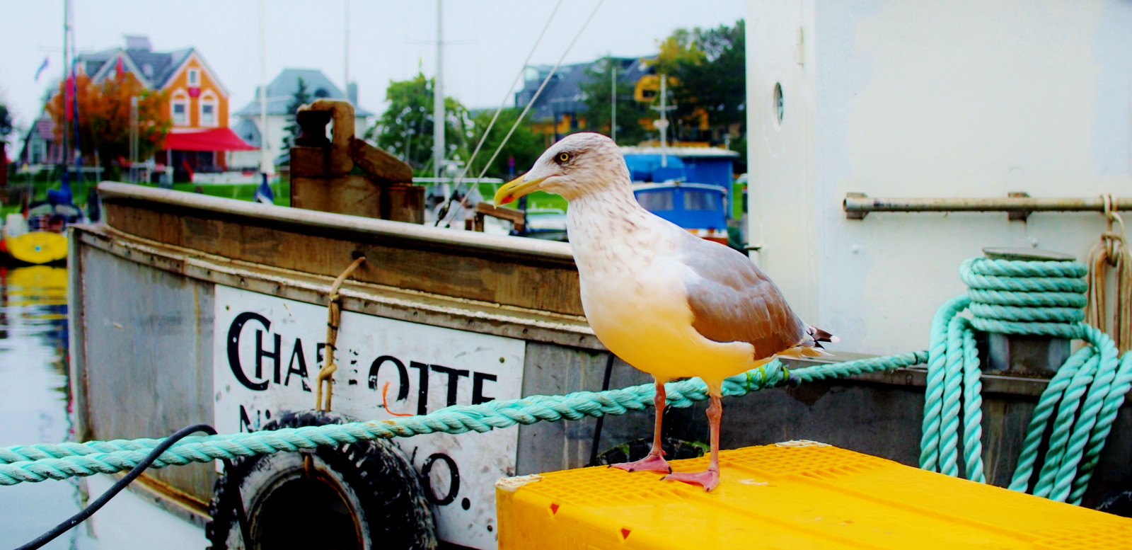 žlutý, zobák, Olympus, pták, pramen, Ostsee, wasser, hýbat se, meer, Hafen, Charlotte, wlangemeyer, Niendorf, Moeve