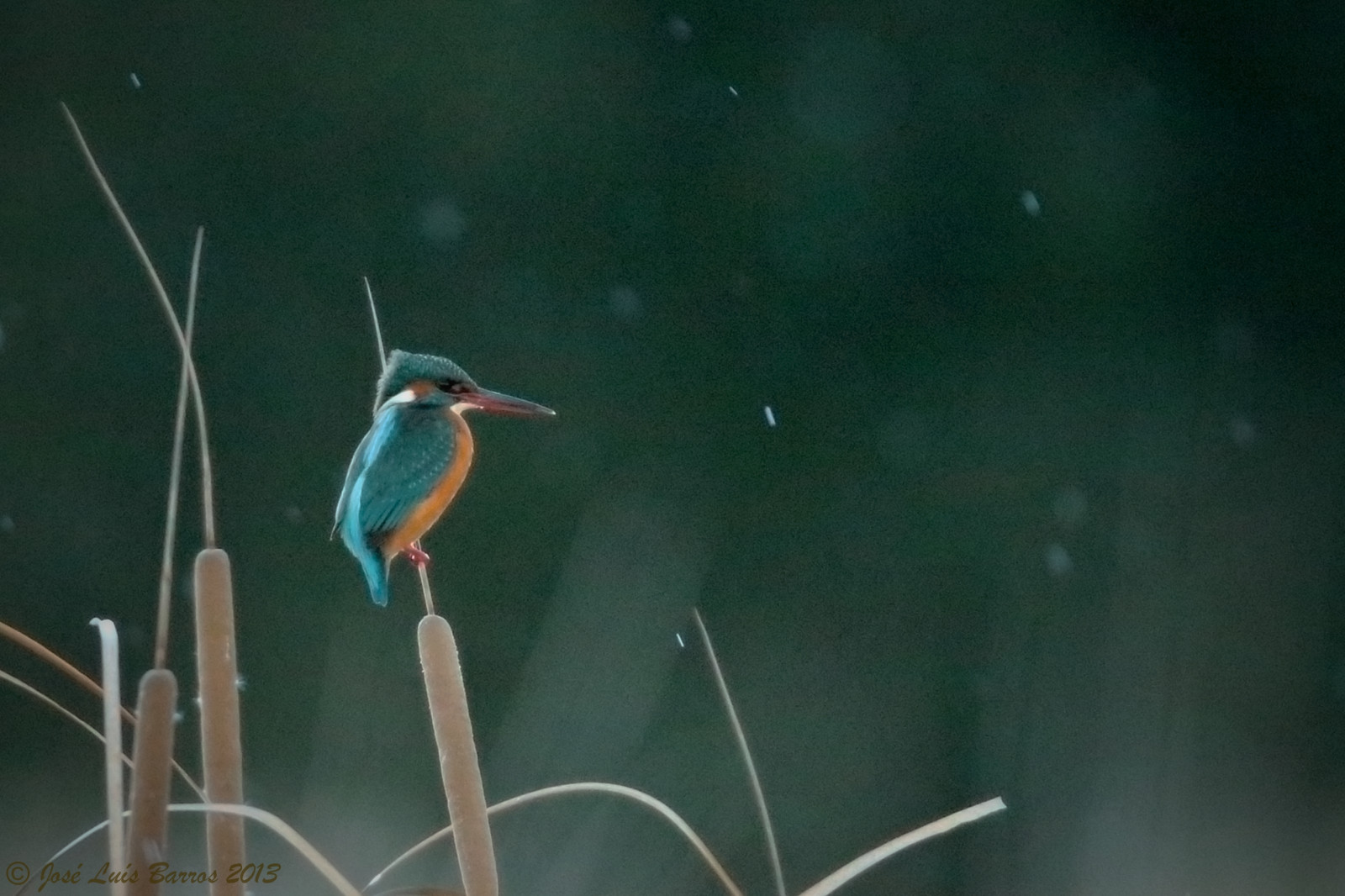 Portugalsko, Příroda, ptactvo, zvěř, fauna, ptáček, křídla, Volně žijících živočichů, natureza, ornitologie, zobák, peří, birdsinportugal, avesemportugal, Aves, dodo, fullframe, animais, ornitologie, pozorování ptáků, avesdeportugal, influenza, biodiverzita, avifauna, idanhaanova, ptáčník, asas, freebirds, Penas, commonkingfisher, alcedoatthis, vidaselvagem, guardarios, faunaib rica, josbar, ornitologia, observa odeaves, naturephotographer, biodiversidade, vidaanimal, birdphotographer, avesemliberdade, avianphotography, fotografiadenatureza, fotografiadeaves, portuguesebirds, birdinginthewild, naturephotographing, fot grafodenatureza, faunaportuguesa, observadordeaves, FOT grafodeaves, blinkagain, canonef400mmf28lisiiusm, Toul es, iberianbirds, canoneos1dx, birdphotographing, jos lu sbarros, birdsinfreedom, nocaptivitybirds, ornit filo, Wsweekly73