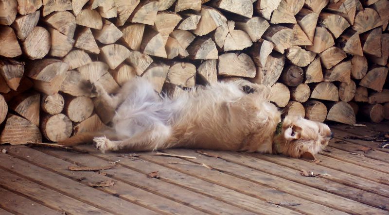 fauna,snude,pels,hale