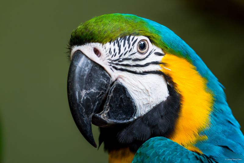 ritratto, uccello, animale, pappagallo