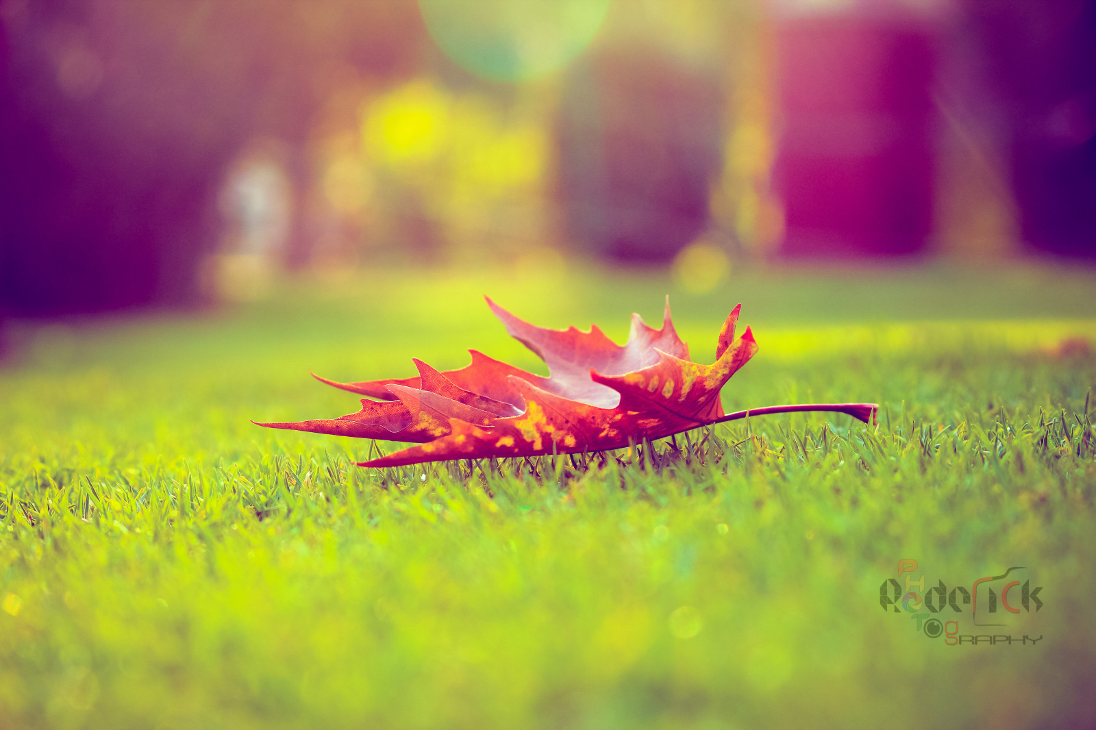 slunečnímu záření, Příroda, Červené, tráva, fotografování, zelená, žlutý, ráno, oranžový, květ, bokeh, růžový, barva, paprsky, hloubka pole, podzim, list, javor, květ, rostlina, flóra, dof, hloubka, okvětní lístek, louka, sluneční paprsky, divoká rostlina, počítač tapeta, suchozemská rostlina, kvetoucí rostlina, zblízka, makro fotografie, Javorový list