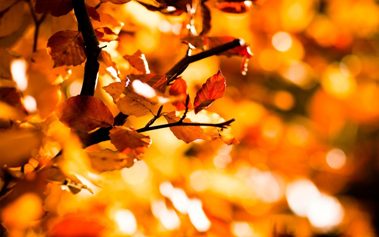 1440x900 px, Bokeh, Độ sâu trường, ngã, lá, thiên nhiên