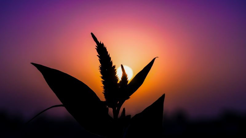 Sonnenlicht, Sonnenuntergang, Betrachtung, Himmel, Pflanzen, Silhouette Sonnenlicht, Sonnenuntergang, Betrachtung, Himmel, Pflanzen, Silhouette