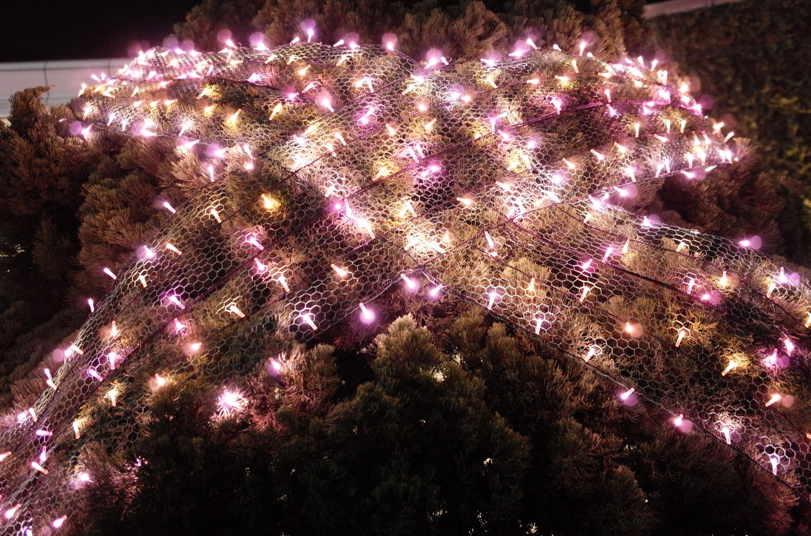 Japonsko, Vánoční strom, Vánoce, Vánoční osvětlení, Leica, Tokio, událost, jp, strom, T, leicat, summicront235, Summicron, t235, vánoční dekorace