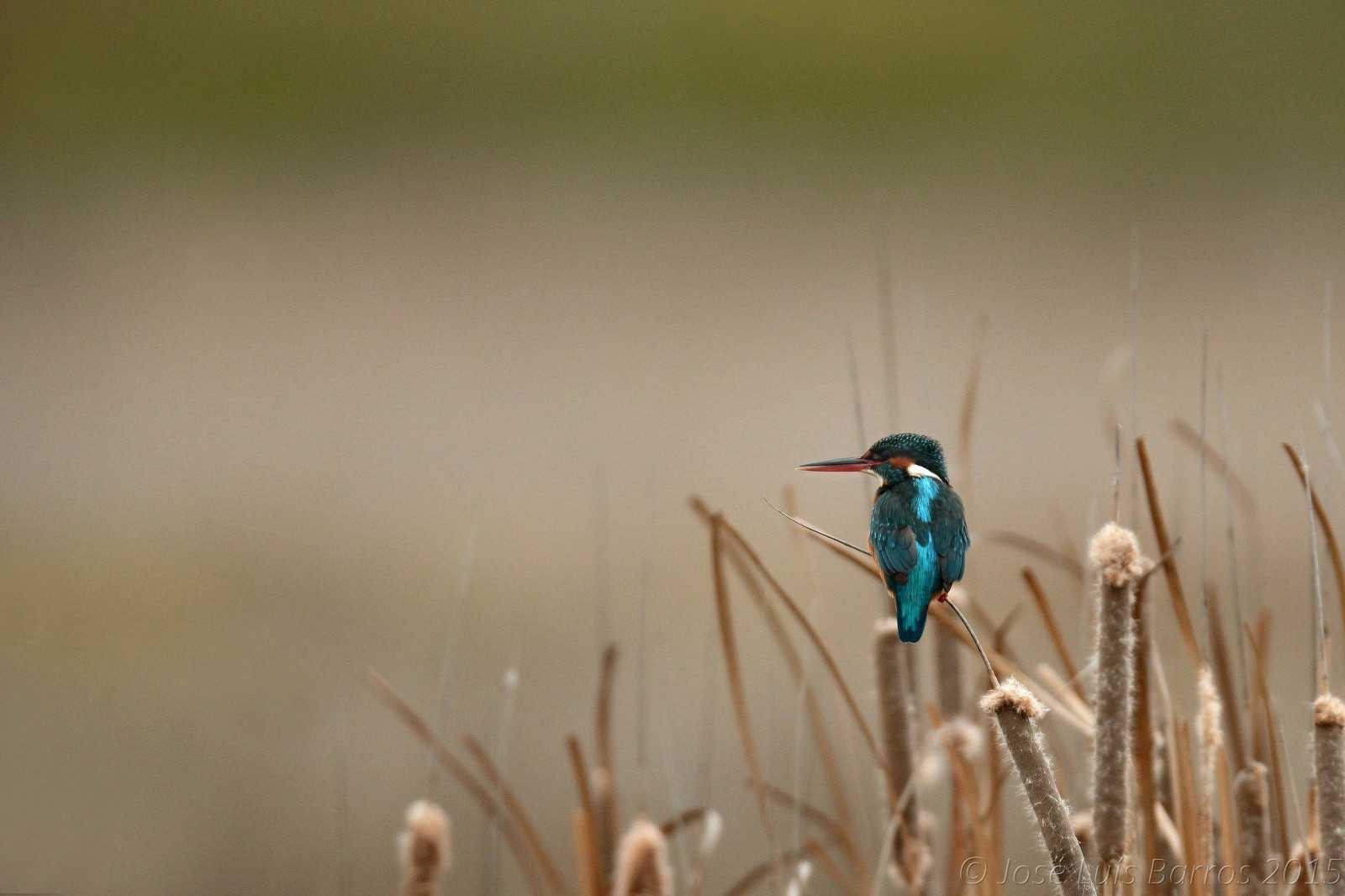 Portugalsko, Příroda, ptactvo, zvěř, fauna, ptáček, křídla, Volně žijících živočichů, natureza, ornitologie, zobák, peří, birdsinportugal, avesemportugal, Aves, dodo, fullframe, animais, ornitologie, pozorování ptáků, avesdeportugal, influenza, biodiverzita, avifauna, idanhaanova, ptáčník, asas, freebirds, Penas, commonkingfisher, alcedoatthis, vidaselvagem, guardarios, faunaib rica, josbar, ornitologia, observa odeaves, naturephotographer, biodiversidade, vidaanimal, birdphotographer, avesemliberdade, avianphotography, fotografiadenatureza, fotografiadeaves, picapeixe, portuguesebirds, birdinginthewild, naturephotographing, fot grafodenatureza, faunaportuguesa, observadordeaves, reidomar, FOT grafodeaves, canonef400mmf28lisiiusm, Barragemdatoulica, iberianbirds, canoneos1dx, birdphotographing, jos lu sbarros, birdsinfreedom, nocaptivitybirds, ornit filo, bordaleiro, chascodorego, juizdorio