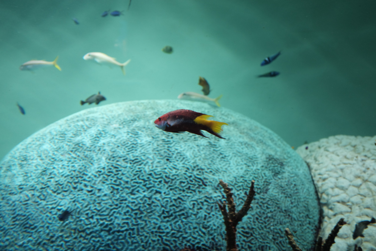 moře, Ryba, modrý, Pod vodou, korál, korálový útes, akvárium, Tokio, Fujifilm, biologie, oceán, útes, Fujinon, x, x100, x100t, Kasai, kasairinkaipark, tokyosealifepark, makro fotografie, mořská biologie