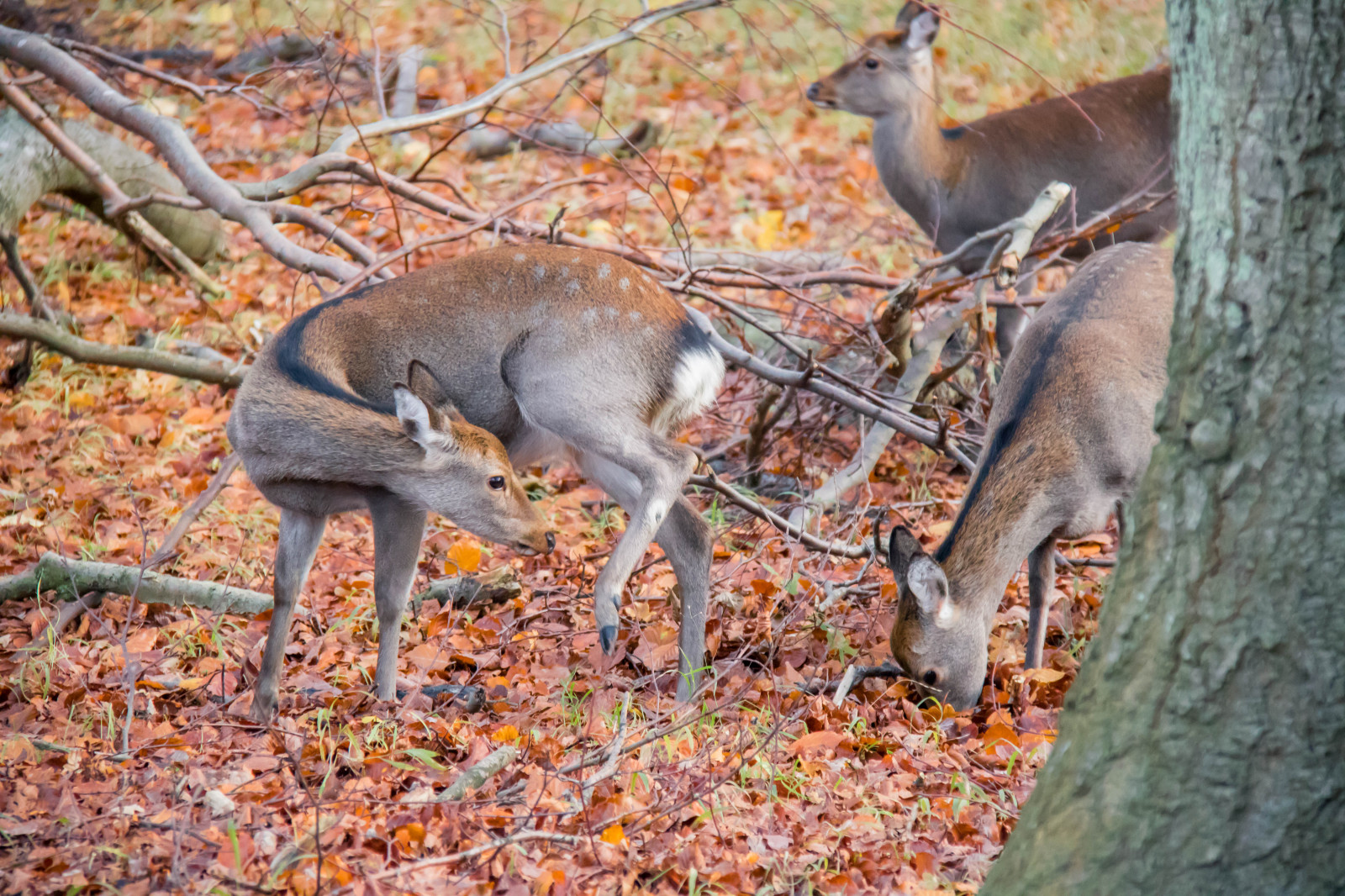 foresta, cervo, parco, natura, Danimarca, autunno, foglia, stagione, boschi, Danmark, Skog, Dyrehaven, j gersborg, j gersborgdyrehave, fauna, mammifero, vertebrato, Cervo dalla coda bianca