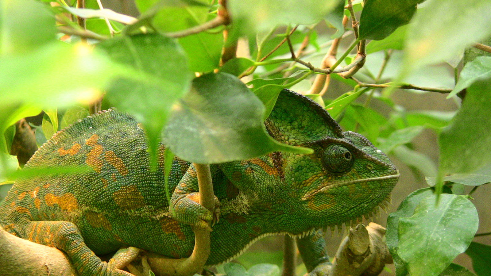 zvěř, stvoření, Volně žijících živočichů, Iguana, zoologická zahrada, Stuttgart, Chamäleon, zvíře, list, vegetace, ještěrka, plaz, fauna, řada, roba66, Zvířata, zmenšen plazů, organismus, chameleón, tierpark, Lacertidae, lacerta, africký chameleon, badw rttemberg, Igvaja, Wilhelma, botgarten, zoolgarten, reptilien