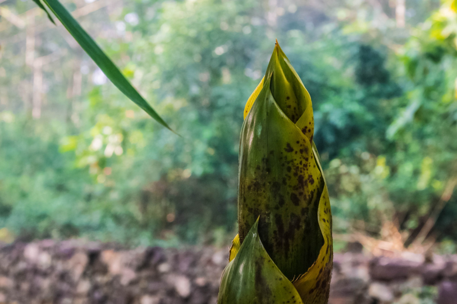 Indie, detailní, dof, bokeh, Samsung, bambus, oříznutí, tamilnadu, Kumar, kumaravel, Sirumalai, Nx100, Ssprlegacy, samsungnx, Samsungnx100, Nx100samsung, Kilakottai