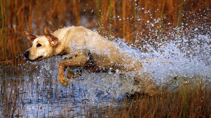 Yansıma, kış, köpek, don, Vahşi hayat, sonbahar Yansıma, kış, köpek, don, Vahşi hayat, sonbahar