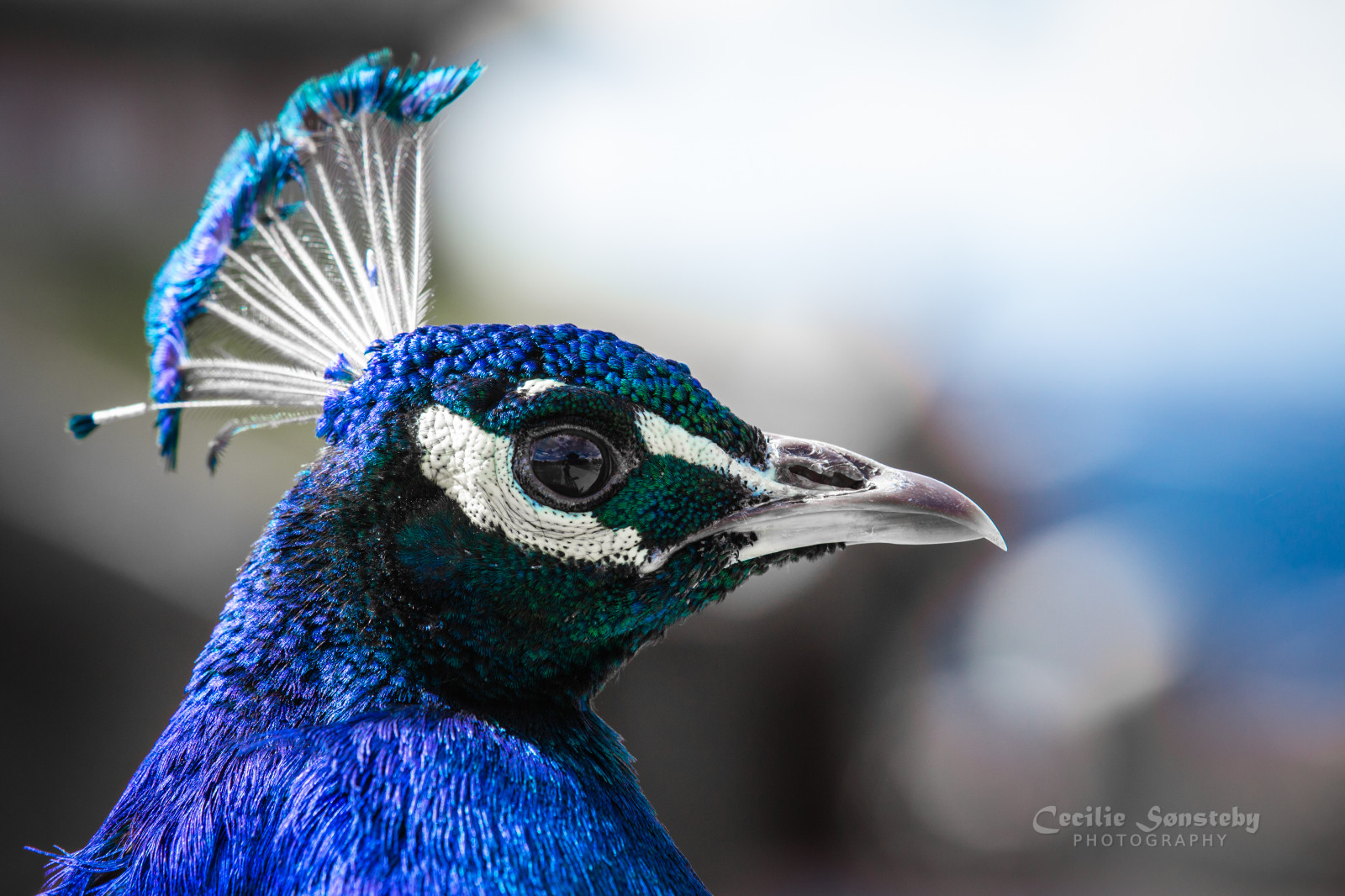 zobák, pták, pávice, Pírko, zblízka, fauna, Hrabaví, Volně žijících živočichů, organismus, křídlo