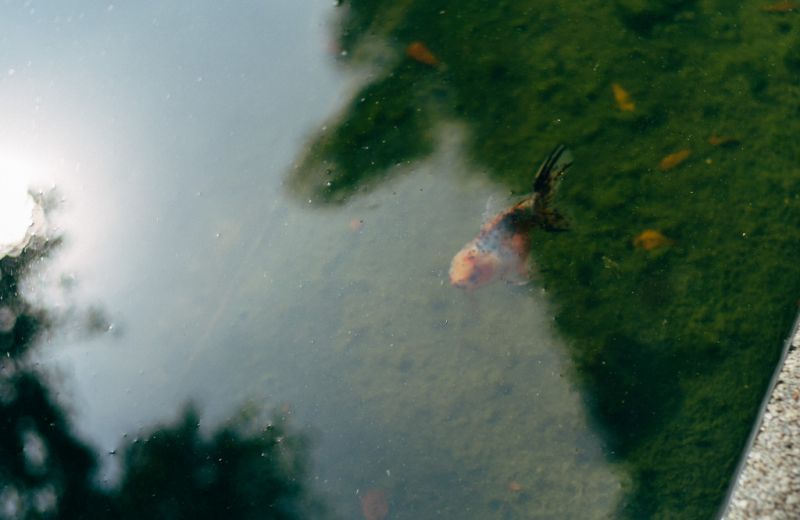 list, strom, voda, zelená, odraz, vodní zdroje