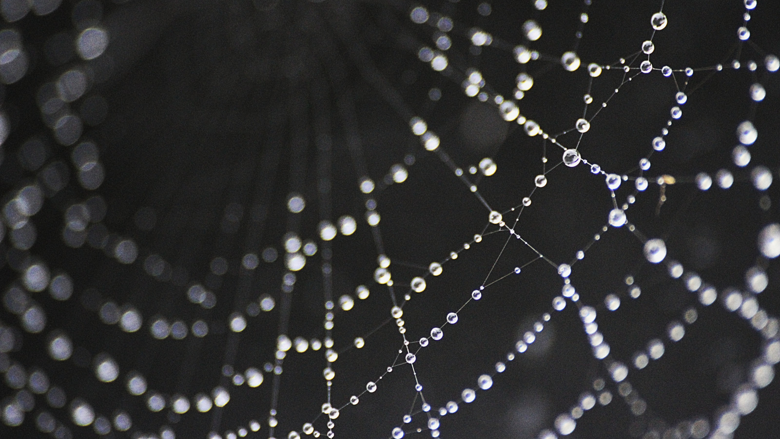 monocromo, acqua, cerchio, ragno, rugiada, Aracnide, Perla, far cadere, web, gocce, Materiale, bianco e nero, avvicinamento, fotografia macro, invertebrato, umidità, ragnatela