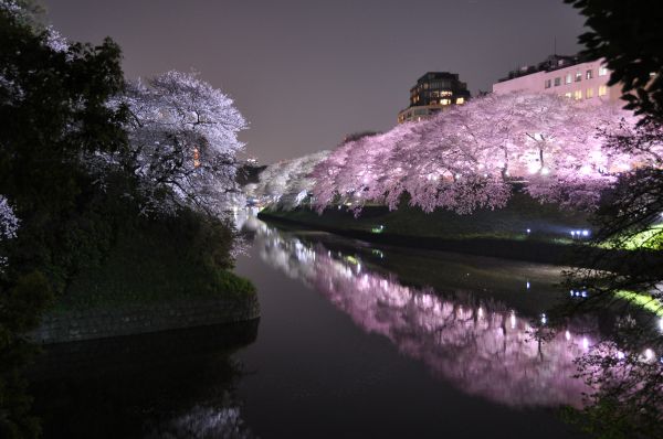 reflection,nature,water,plant,waterway,purple