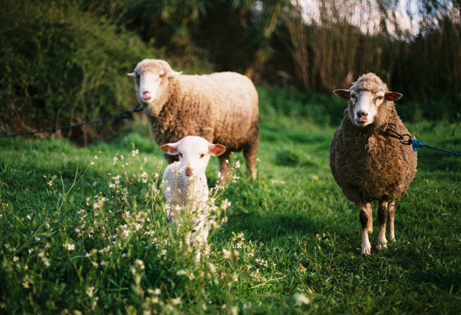 film, analog, 35MM, Paredes