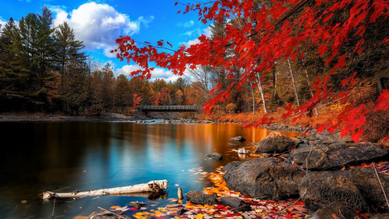 trees, landscape, fall, lake, nature, reflection trees, landscape, fall, lake, nature, reflection