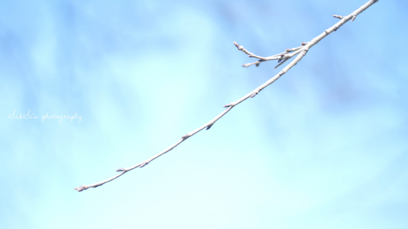 Рисунок ветки на земле. Корни плюща. Сухое дерево в пустыне. Дерево экология. Ломкие ветки на земле рисунок.