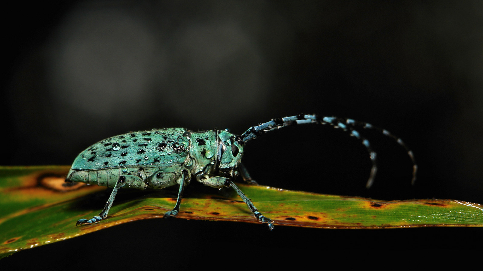 ดำ, จีน, การถ่ายภาพ, แมโคร, แมลง, สีน้ำเงิน, สัตว์ป่า, ด้านบน, ด้วง, ด้วง, ngc, สัตว์ป่า, topf25, หยุนหนาน, topf50, ใกล้ชิด, การถ่ายภาพมาโคร, สัตว์ที่ไม่มีกระดูกสันหลัง, สัตว์ขากรรไกร, สิ่งมีชีวิต, แมลงเมมเบรน, coleoptera, ทวีต, longhorn, itchydogimages, sinobug, longicorn, Ceramicacidae, longhorn beetle