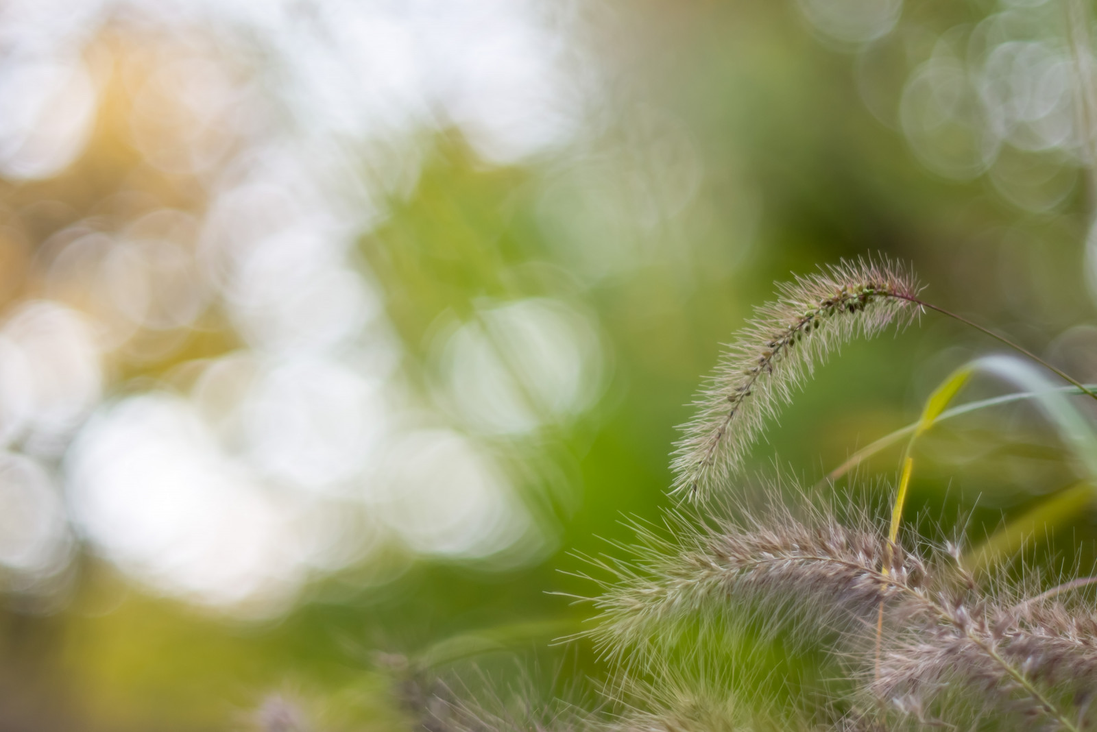 Japan, sollys, natur, græs, fotografering, afdeling, grøn, frost, pollen, blomst, Tokyo, Panasonic, f14, NIKKOR, 50mm, efterår, blad, blomst, plante, flora, kronblad, Lumix, wildflower, botanik, jord plante, blomstrende plante, tæt på, makrofotografering, græs familie, stængelplante, chicaco11, dmcg2