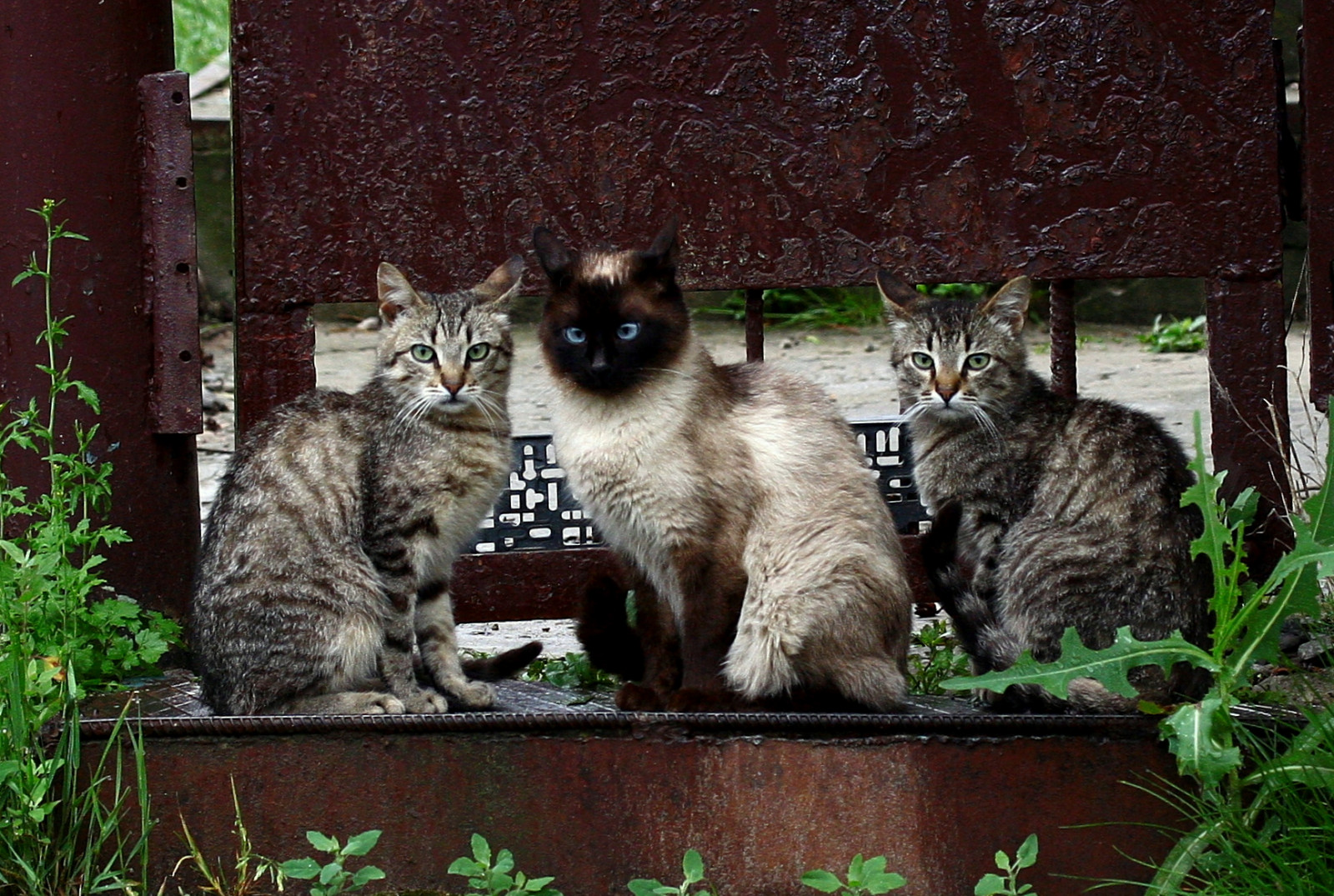 kočka, fauna, malé až středně velké kočky, kníry, kočka jako savci, tráva, Volně žijících živočichů, rostlina, strom