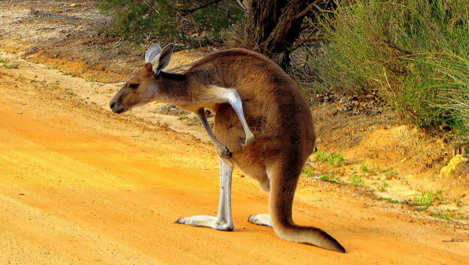 natur, naturephotography, kænguru, Roo, pounch, hoppe, hoppe, hopping, kløe, pels, lodne, westerngreykangaroo, Western Australia, Australien, dyreliv, australianwildlife