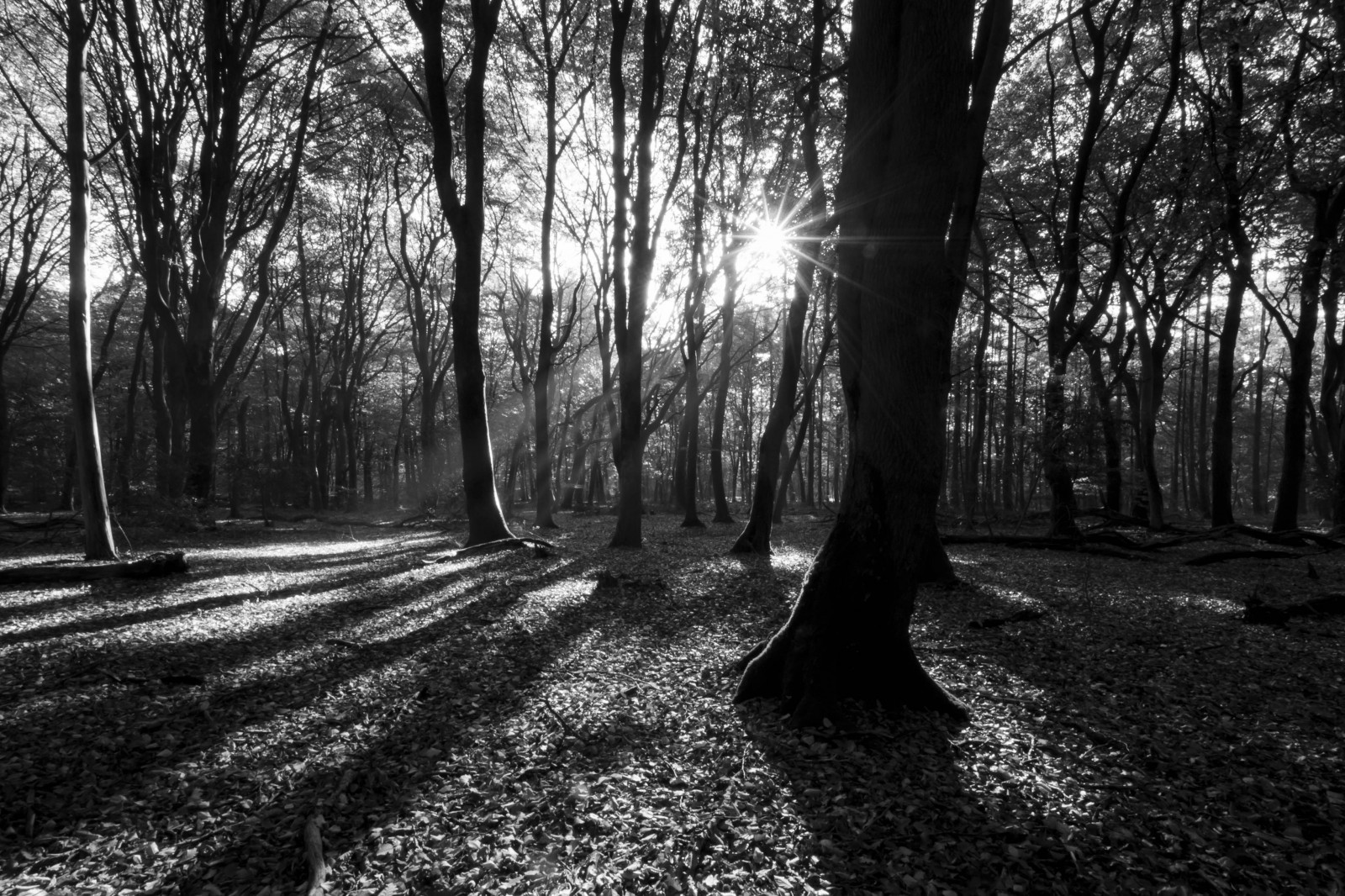 efterår, træer, skygge, sort og hvid, bw, Sol, hvid, sort, grøn, efterår, smuk, skønhed, kontrast, Skov, linse, landskab, mos, bomen, skov, Nikon, blød, skygger, vinkel, zwartwit, Herfst, bred, vidvinkel, bjælke, lensflare, flare, stråler, NIKKOR, solstråler, polarisator, bos, zwart, Vid, zon, barske, landschap, polarisatie, groothoek, nikkor1024, D3100, nikond3100