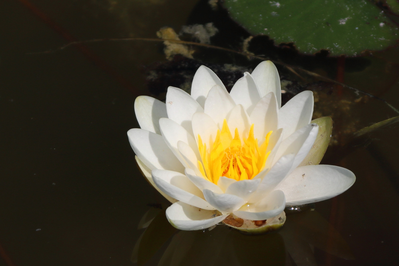 krajina, květiny, voda, Příroda, žlutý, Volně žijících živočichů, květ, Dánsko, Lotus, den, list, květ, rostlina, flóra, Danmark, Lolland, Průhledná, okvětní lístek, jezírka, naturewatcher, botanika, suchozemská rostlina, kvetoucí rostlina, zblízka, makro fotografie, vodních rostlin, posvátný lotos, lotus rodina, Maribo, vater