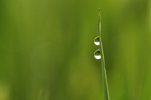 macro,green,nature,drops,bokeh,dew