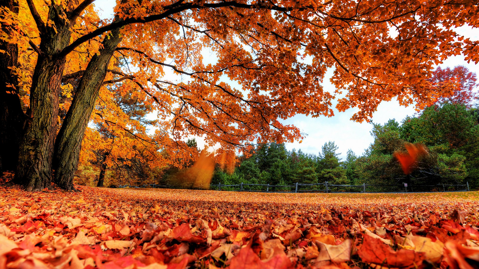 Wallpaper sunlight, trees, landscape, fall, tree, autumn, leaf