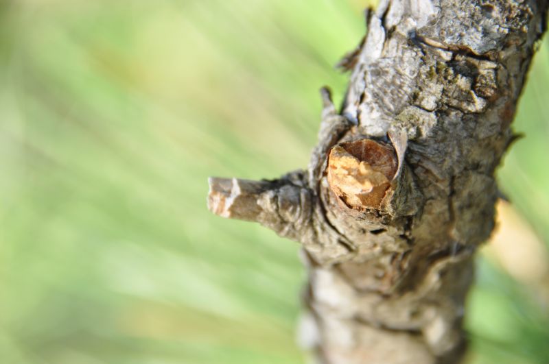 stromy, Příroda, tráva, rostliny, fotografování, dřevo stromy, Příroda, tráva, rostliny, fotografování, dřevo