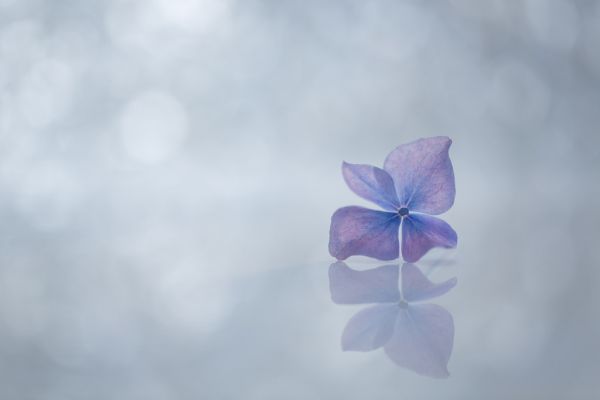 biru,bunga,makro,bokeh,refleksi,minimal