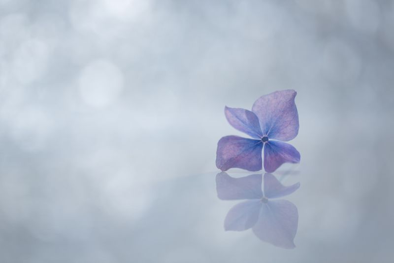 bleu,fleur,Macro,Bokeh,réflexion,minimal
