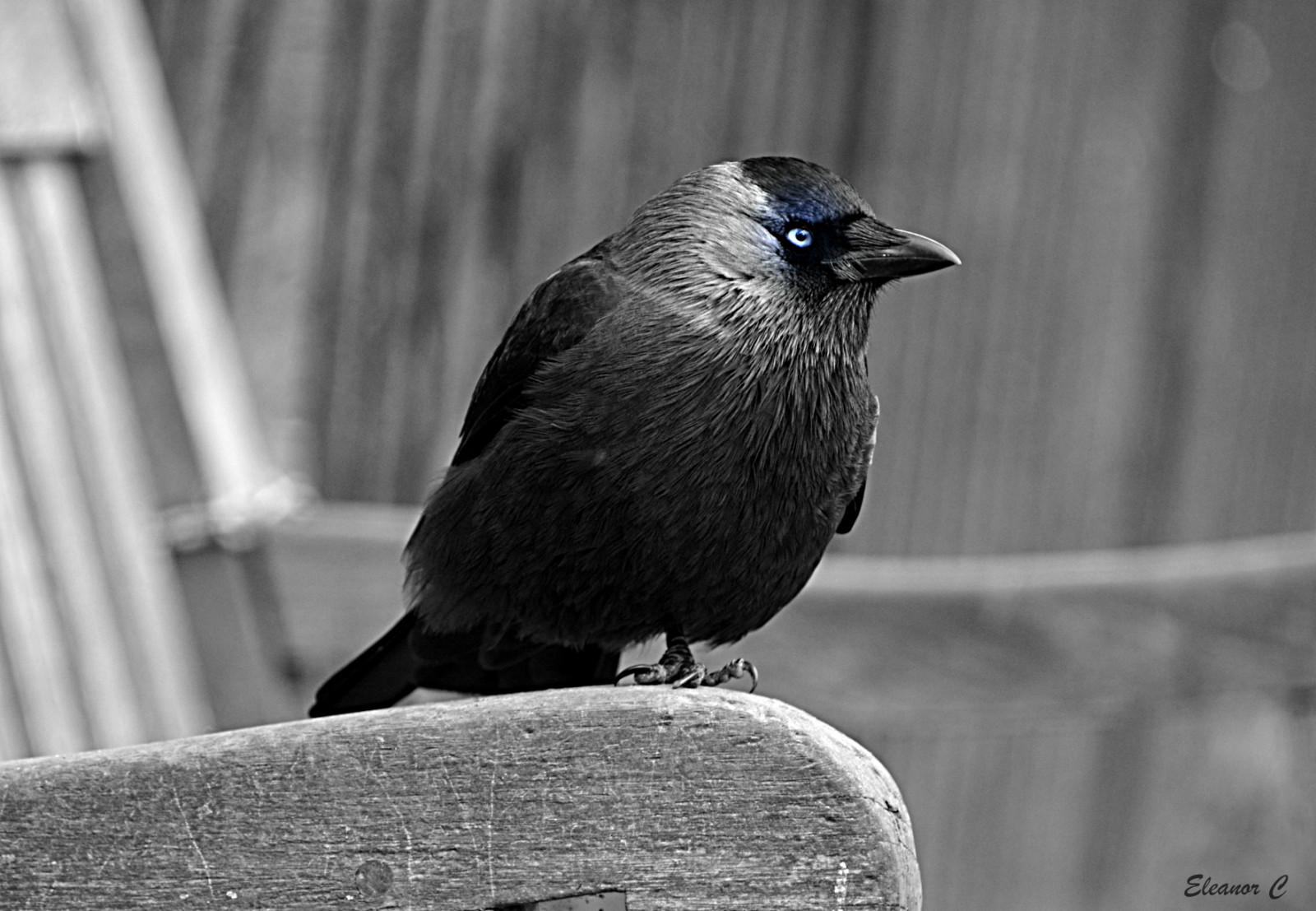 selectivecolour, kavka, pták, lavice, kensingtonské zahrady, Londýn, nikond7100, march2017