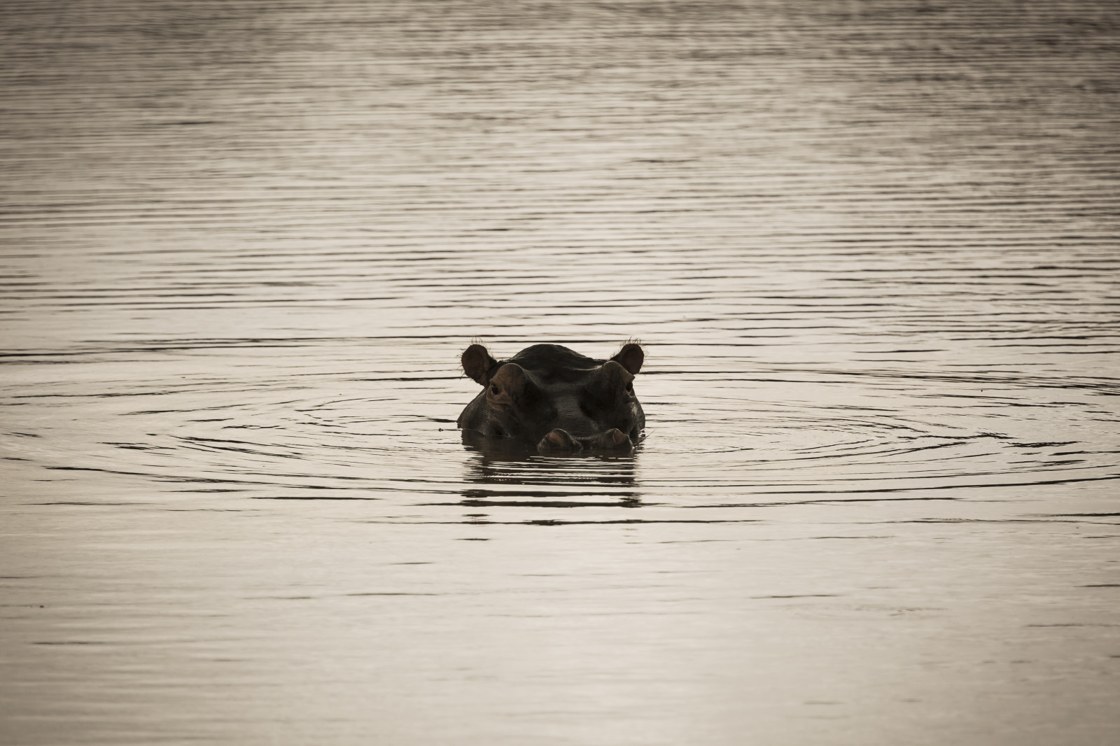 Wallpaper hippo, Africa, afican, animal, fast, lake, Pan, water, rain