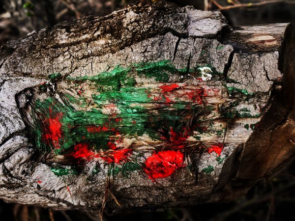 nature,wood,branch,green,rock,red