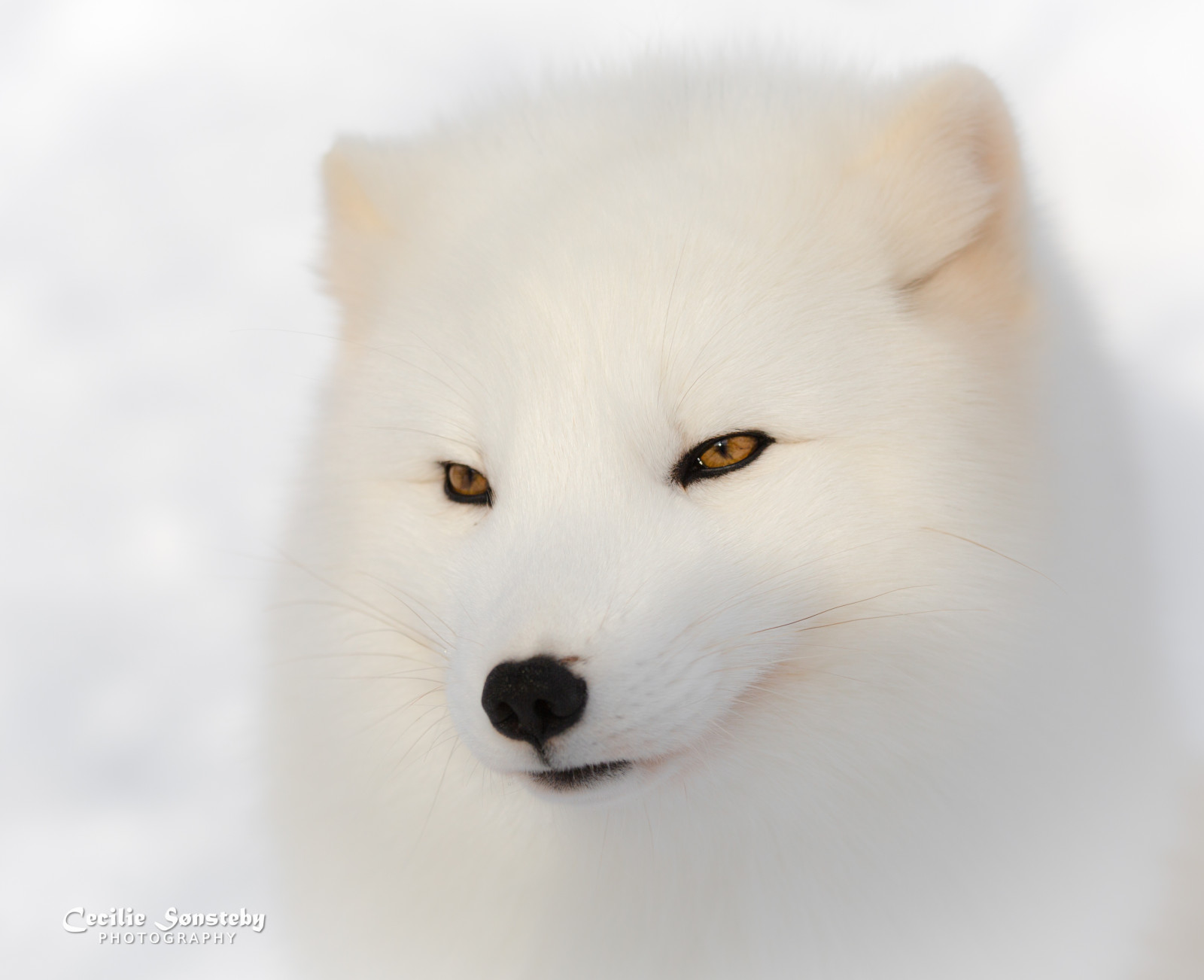 bílý, portrét, oči, sníh, detailní, Norsko, Pes, Kánon, nos, liška, Arktický, polární liška, Únor, ngc, canon5dmarkiii, savec, specanimal, npc, langedrag, markiii, obratlovců, pes jako savec, psí plemeno skupina, grónský pes, psí plemeno, americký eskimo dog, Japonský špic, samoyed, ef70200mmf4lisusm, ohrožený, alopexlagopus, polarfox, WhiteFox, SnowFox
