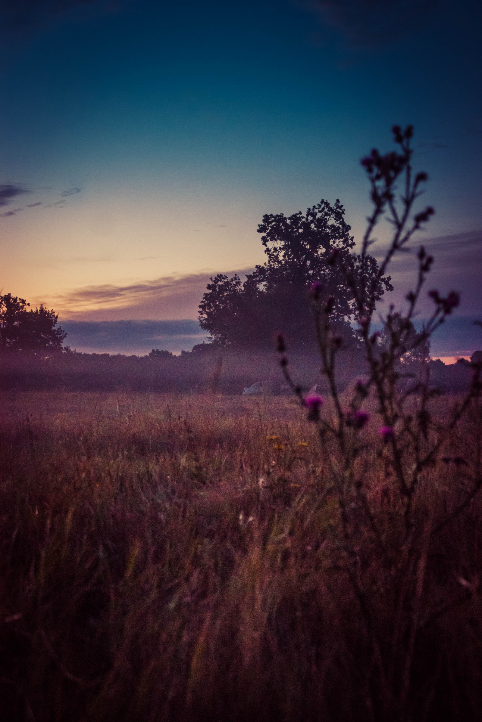 wallpaper-sunlight-sunset-nature-grass-sky-field-branch