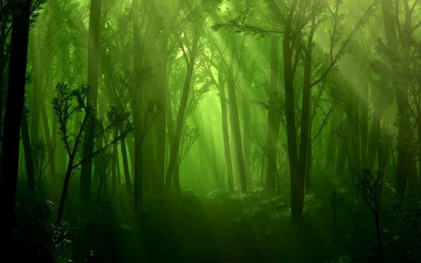 sunlight,forest,branch,nature,green,mist