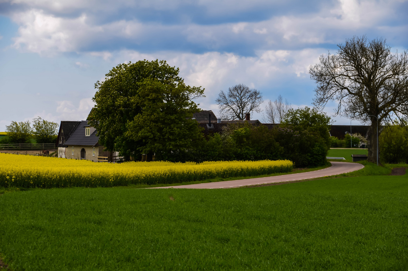 sollys, landskab, have, bakke, natur, græs, himmel, parkere, Mark, grøn, gul, gård, Sverige, Sverige, Raps, ejendom, træ, efterår, blad, blomst, gård, plante, udendørs, sk nel n, SE, himmel, sk ne, landskabet, landsbygd, voldtage, veje, brassicanapus, spannm l, rapper, earlysummer, latesrping, eng, græsplæne, landdistrikt, vedplante, boligområde