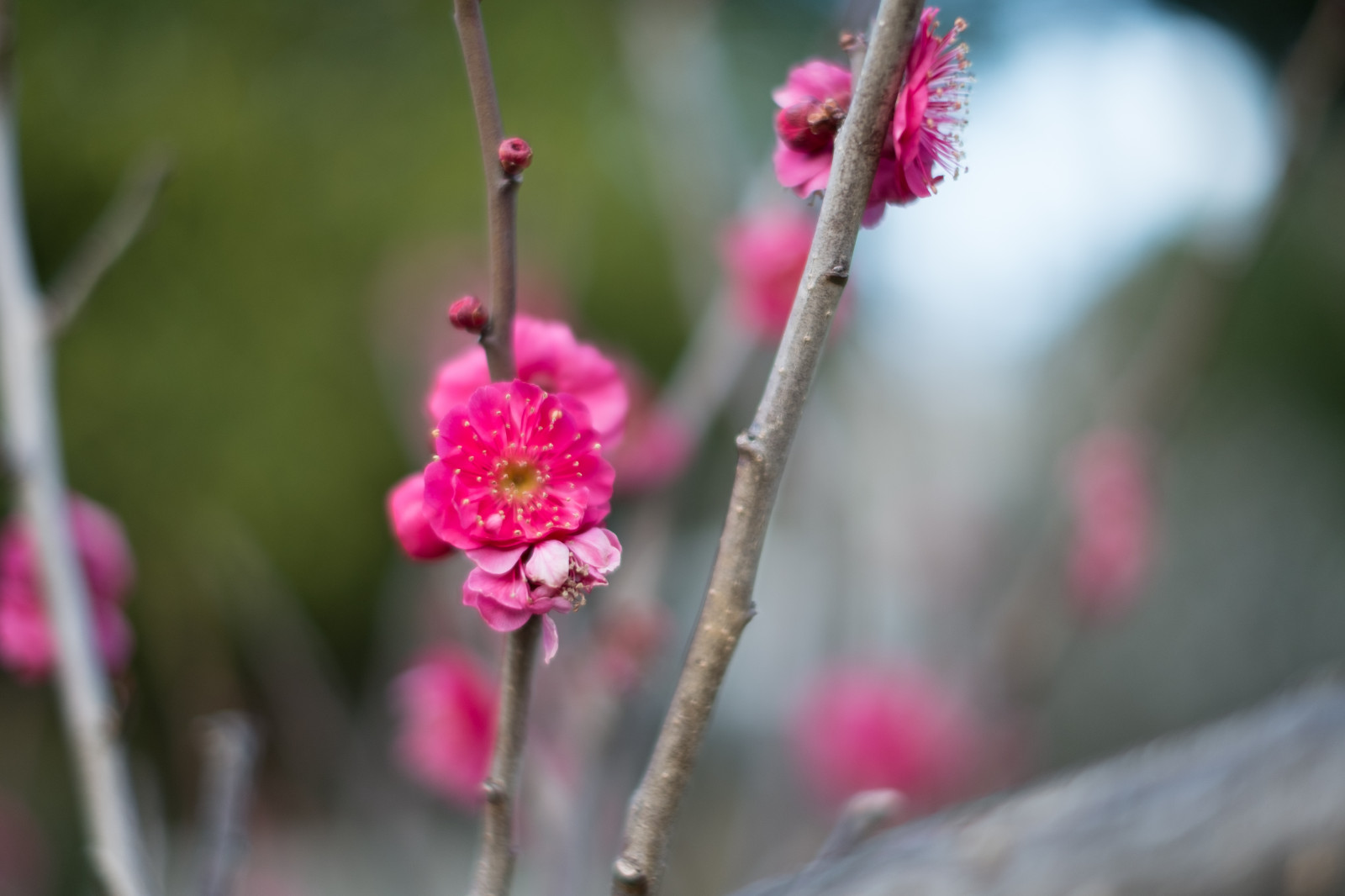 Japonsko, Příroda, fotografování, větev, květ, růžový, jaro, Tokio, Fujifilm, jp, list, květ, rostlina, UME, flóra, pupen, fuji, okvětní lístek, Fujinon, ikegamibaien, xpro1, xf, xf35mmf14r, Ikegami, japaneseapricot, divoká rostlina, vyrobit, botanika, suchozemská rostlina, kvetoucí rostlina, zblízka, keř, makro fotografie, závod stonek