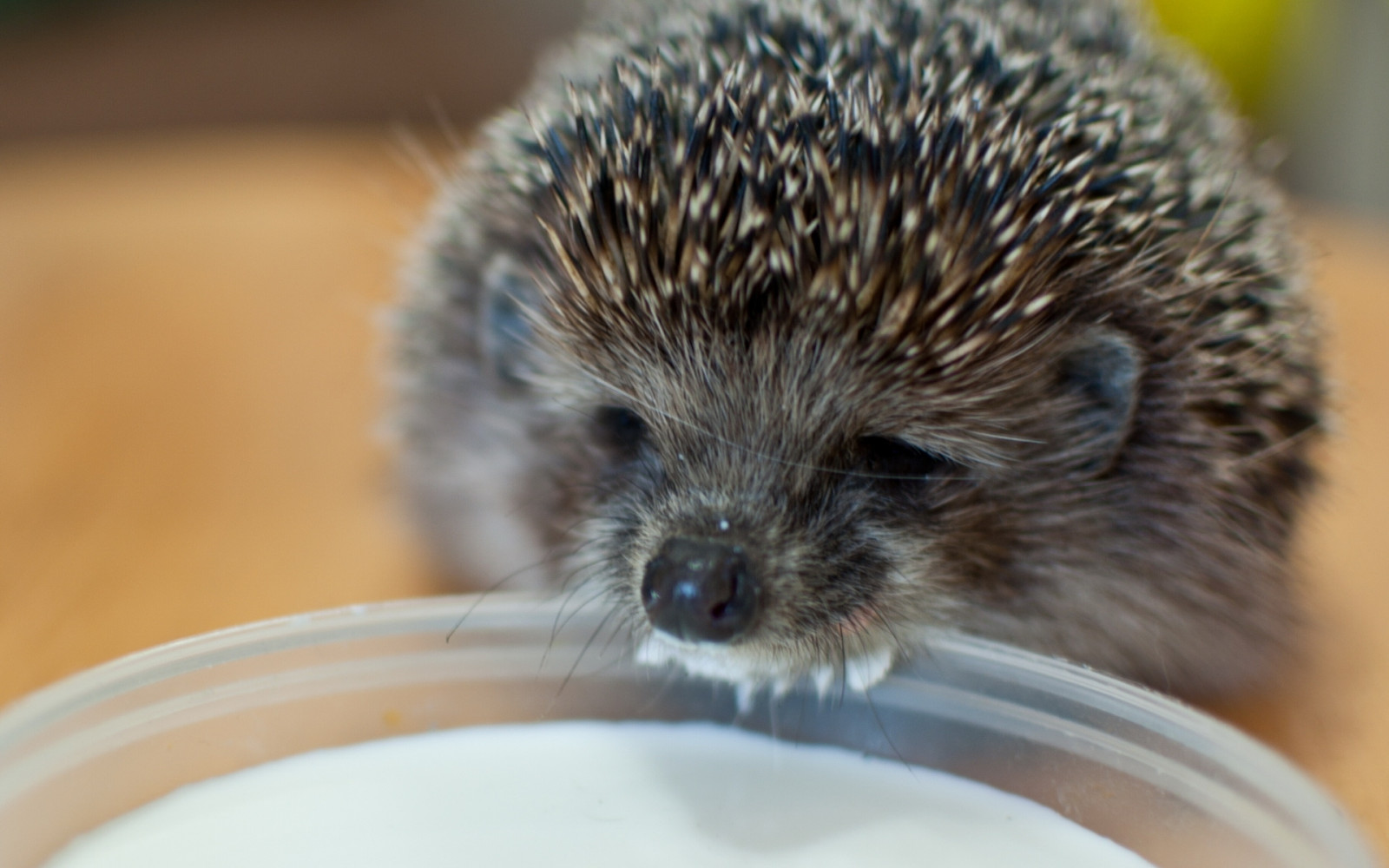Hintergrundbilder : Igel, Schüssel, Milch 1920x1200 - goodfon - 1040371