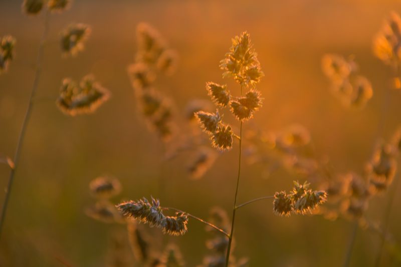 sunlight, water, nature, reflection, grass, photography sunlight, water, nature, reflection, grass, photography