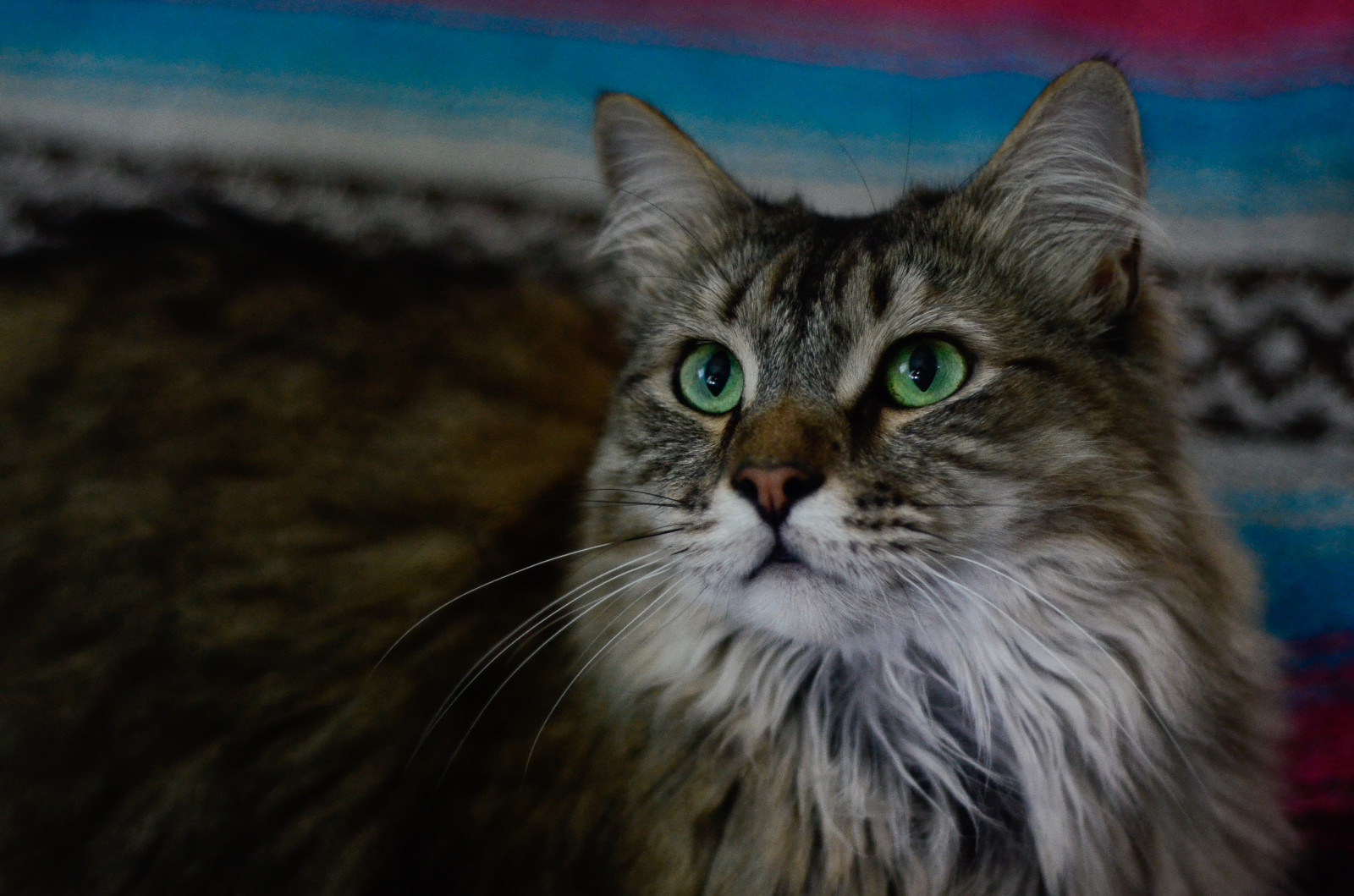 portrét, domácí zvíře, roztomilý, Krásná, tvář, zvíře, digitální, kočka, nos, 50mm, Virginie, oči, srstnatý, Nikon, Kat, Kočkovitý, povídat si, dosti, rozkošný, Koťátko, uši, kníry, va, mainská mývalí kočka, neko, katze, Simba, kot, Miauw, Radford, poesje, southwestvirginia, newrivervalley, D7000